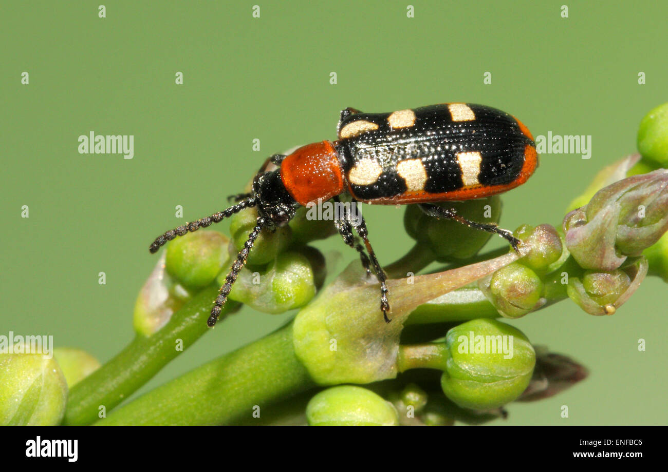 Asparagus Beetle Crioceris asparagi Stock Photo Alamy