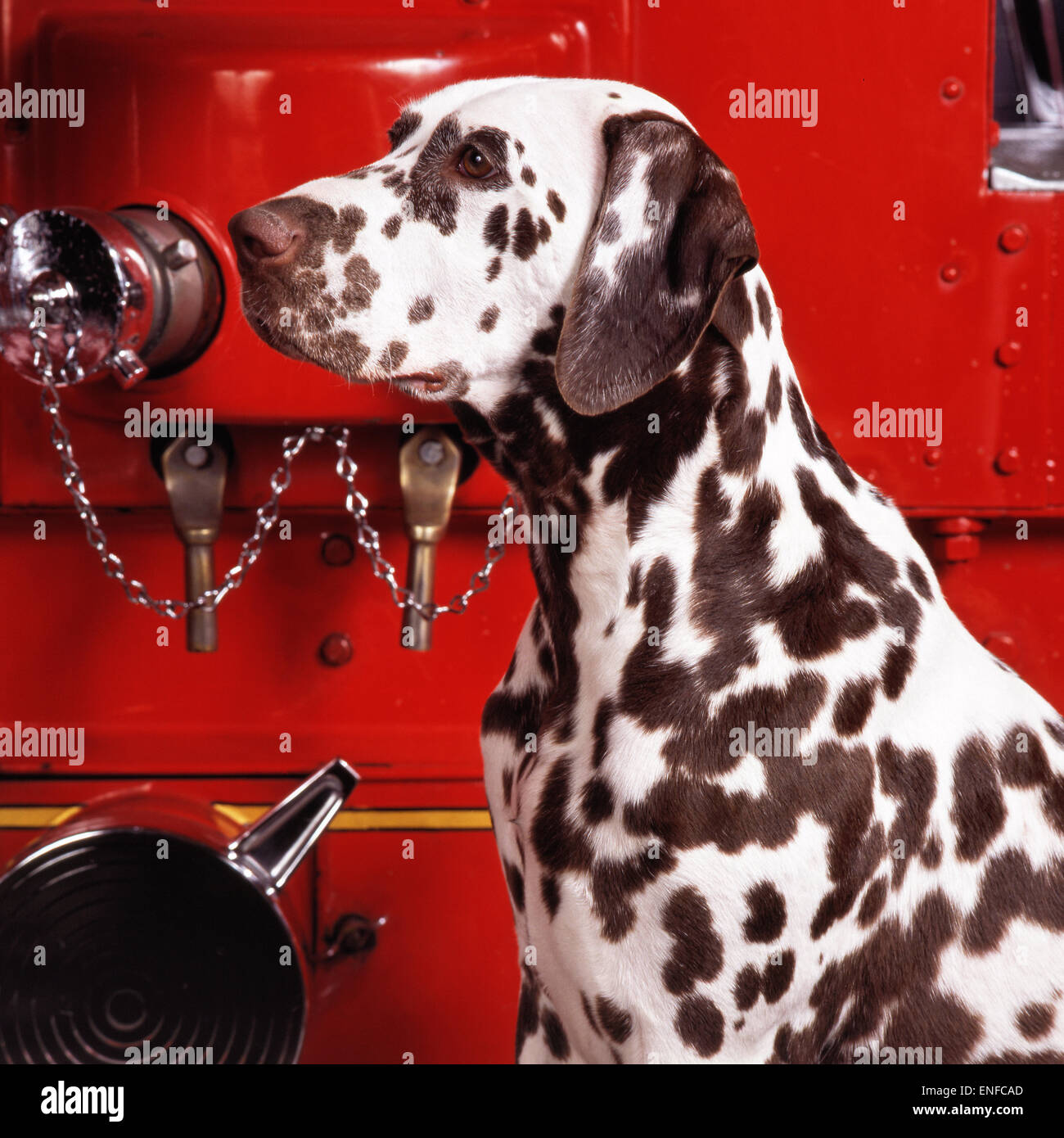 Why Dalmatians Are Fire Dogs