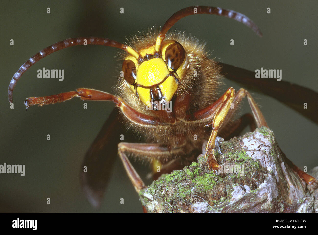 Hornet - Vespa crabro - male Stock Photo