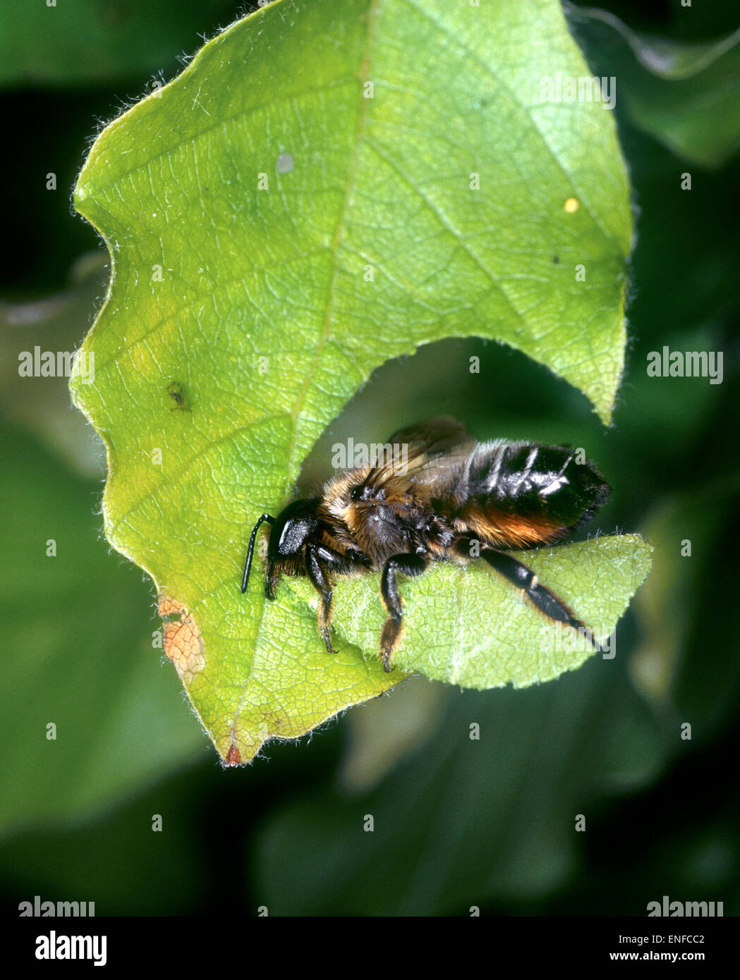 Leaf-cutter Bee - Megachile centucularis Stock Photo