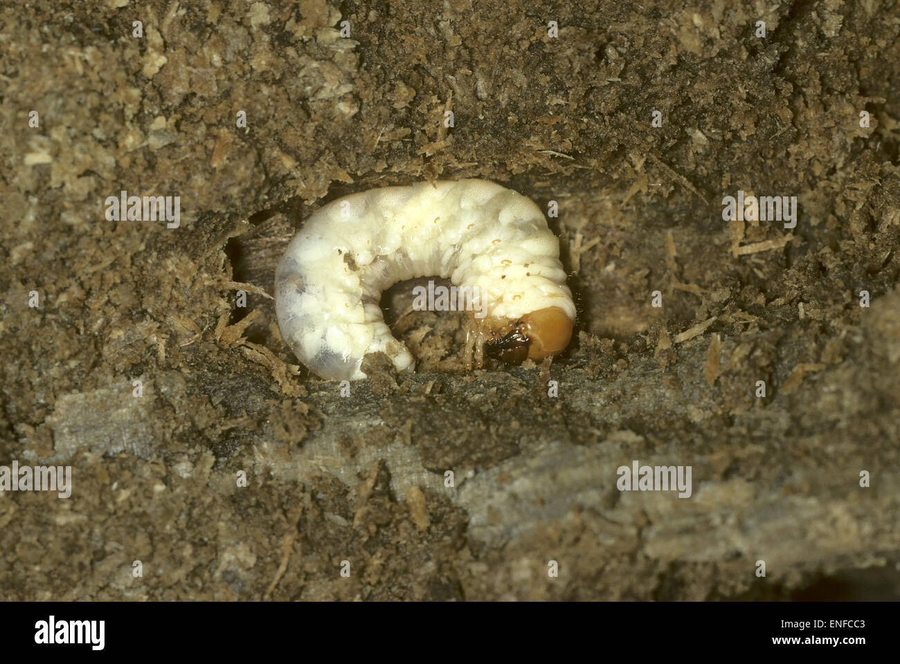 Lesser Stag Beetle - Dorcus parallelipedus - larva Stock Photo