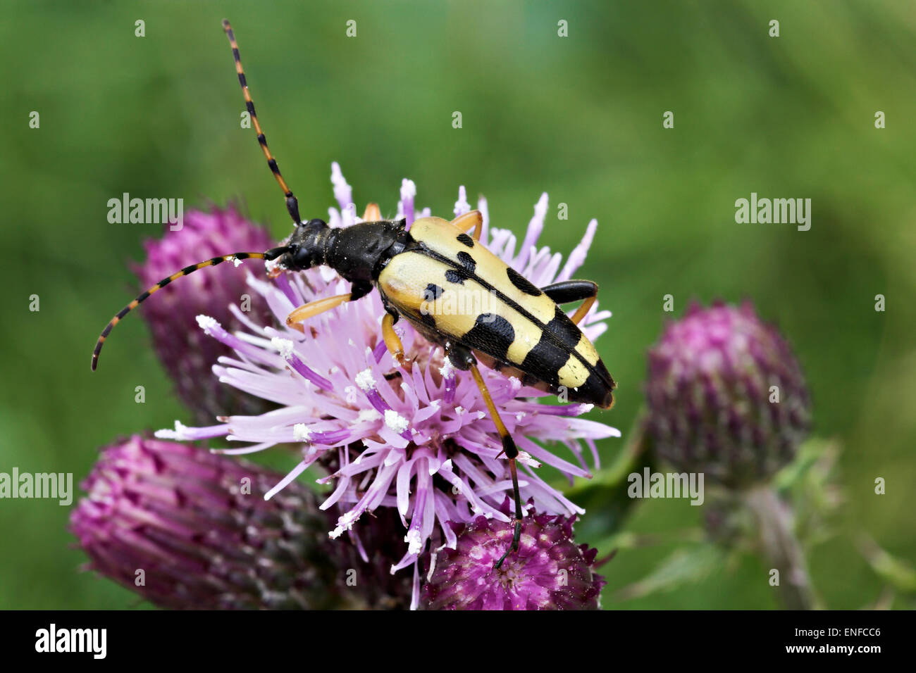 Longhorn Beetle - Strangalia maculata Stock Photo