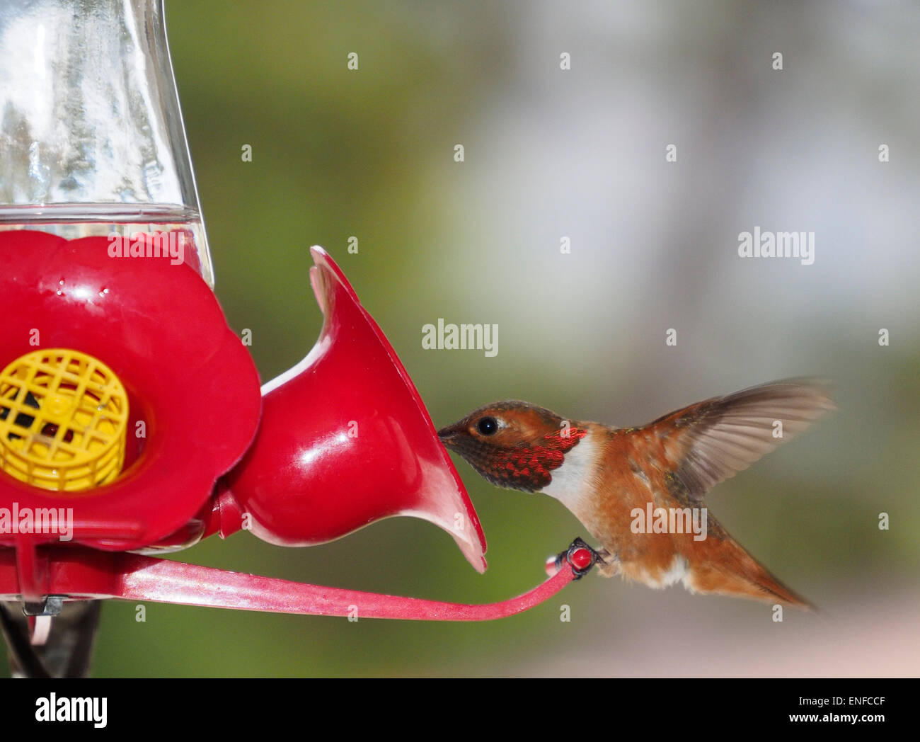 Allen's Hummingbird Male at Feeder Stock Photo - Alamy