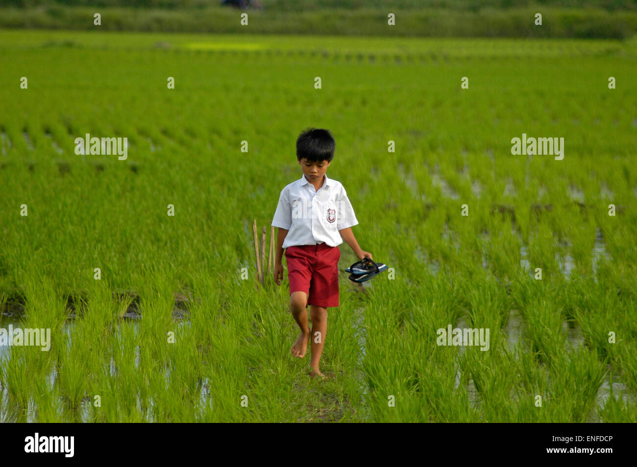 A child wearing elementary school uniform is carrying his sandals as he is walking through rice fields in Gede Bage, West Java, Indonesia. Stock Photo