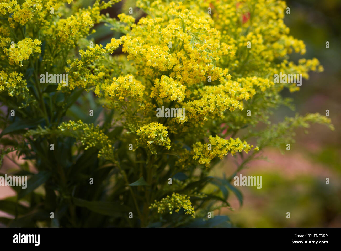 Canada golden-rod (Solidago canadensis) flowers Stock Photo