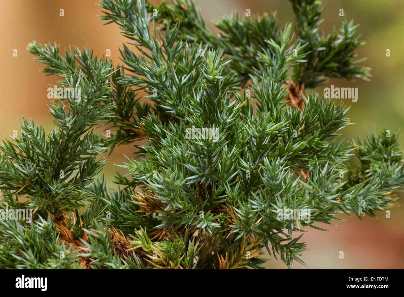 Creeping Juniper (Juniperus horizontalis)  plant tree Stock Photo