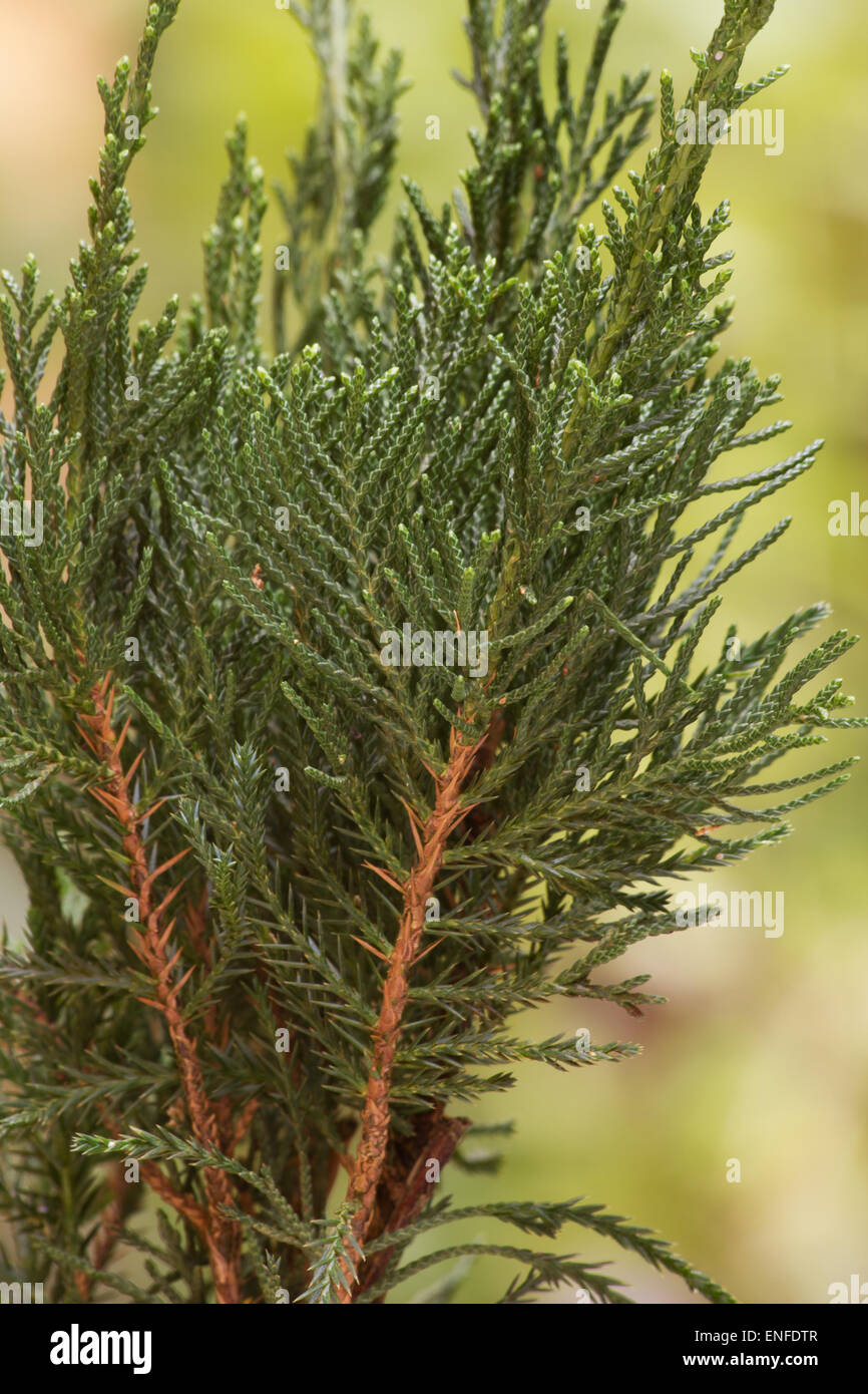 Chinese juniper (Juniperus chinensis) tree on natural background Stock Photo
