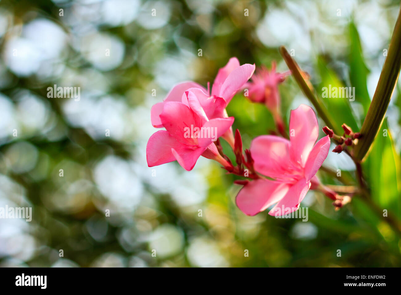 Beautiful pink flower in the nature garden Stock Photo