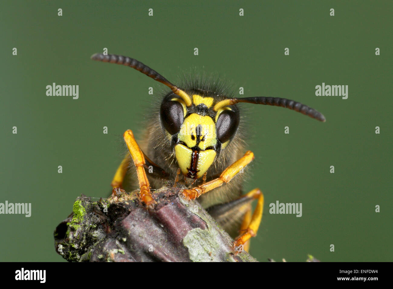 Saxon Wasp - Dolichovespula saxonica Stock Photo