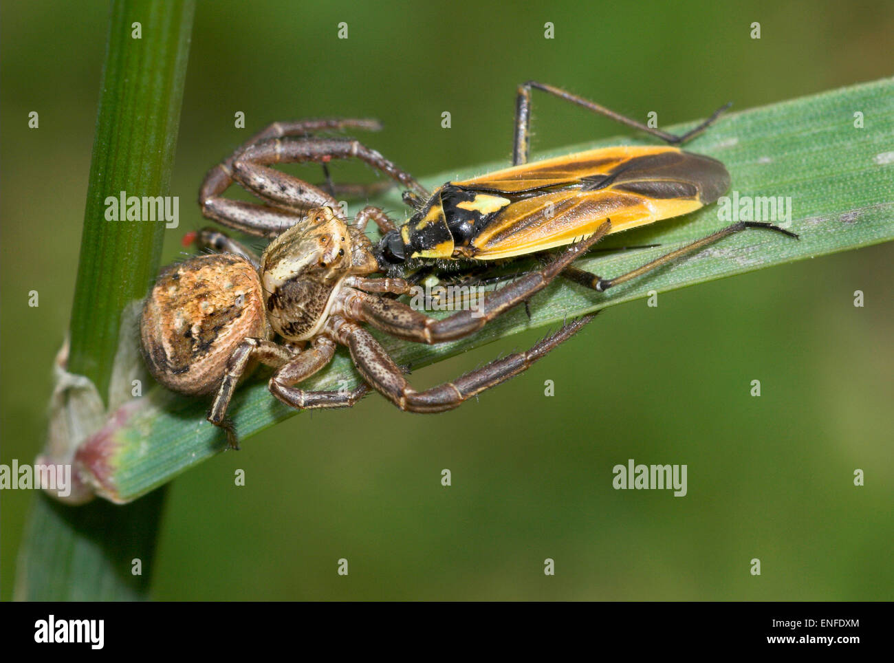Crab Spider - Xysticus cristatus - with bug prey Stock Photo