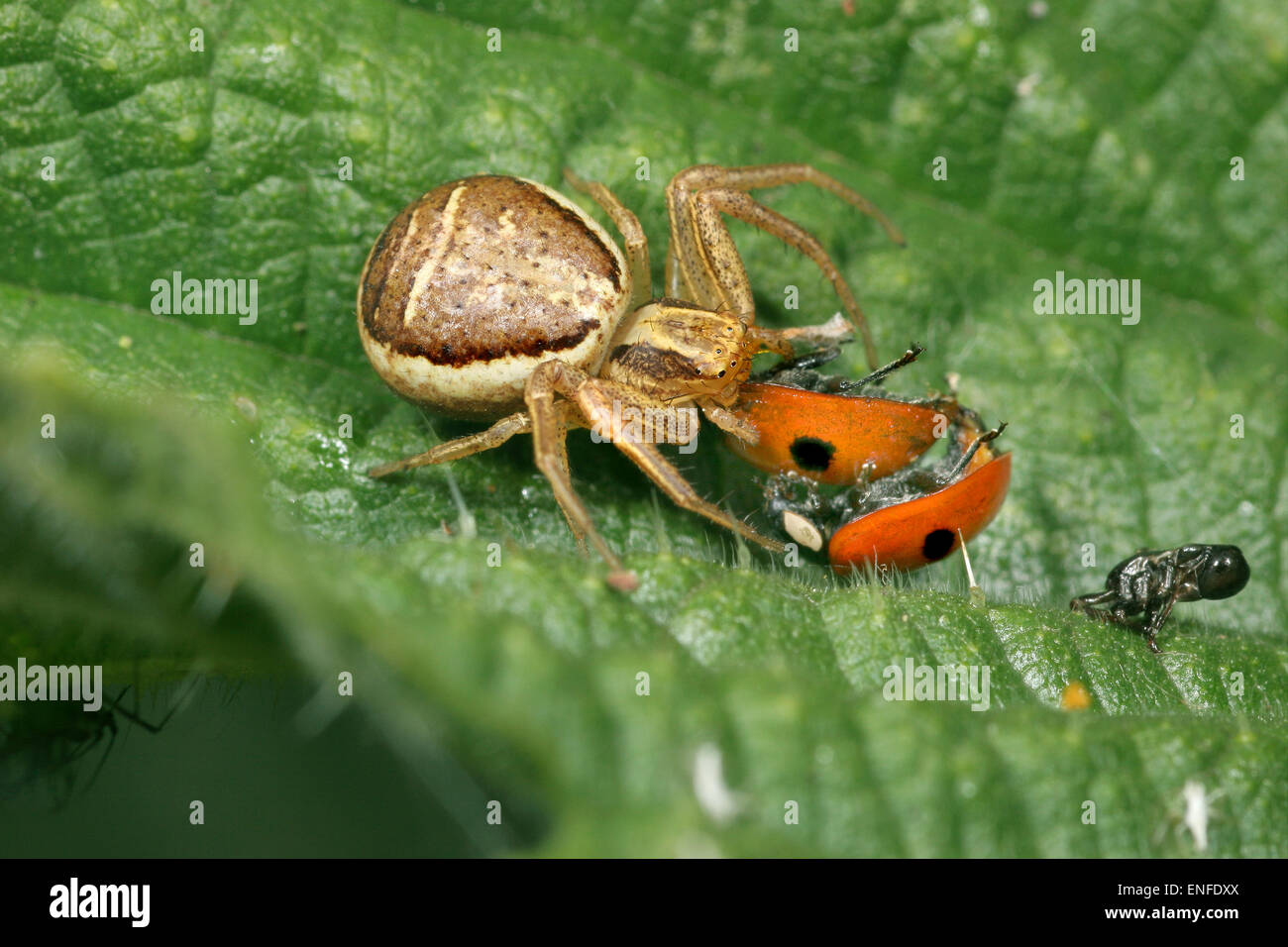 Crab Spider - Xysticus cristatus - with ladybird prey Stock Photo