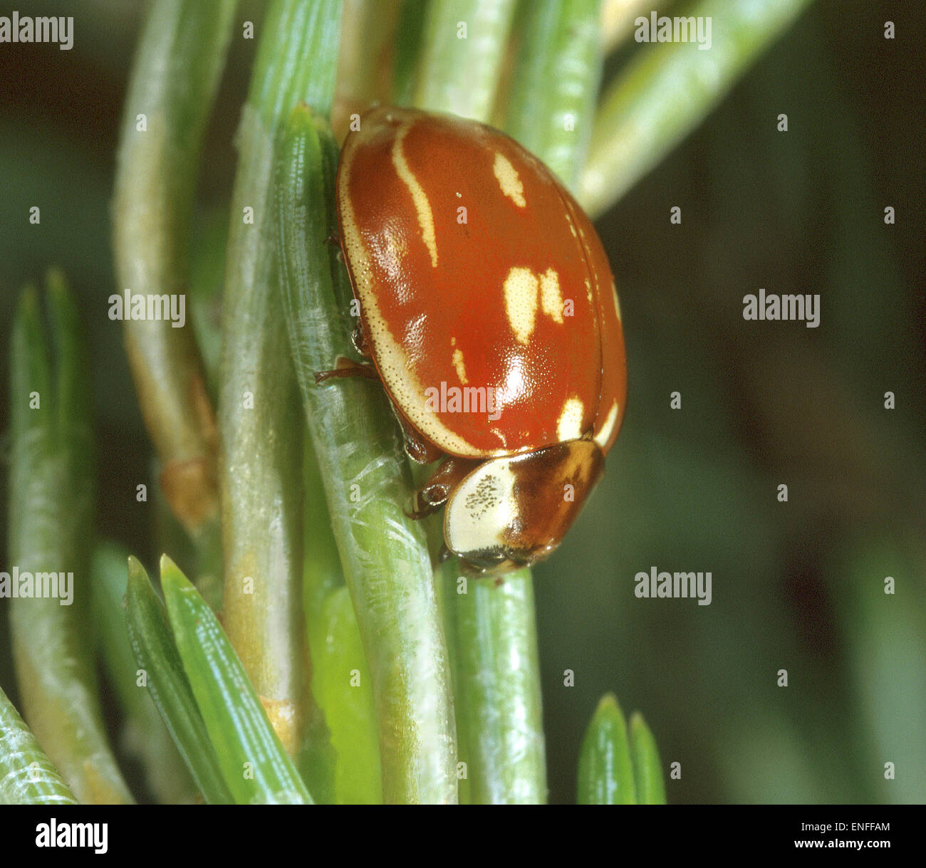 Striped Ladybird Myzia oblongoguttata Stock Photo Alamy