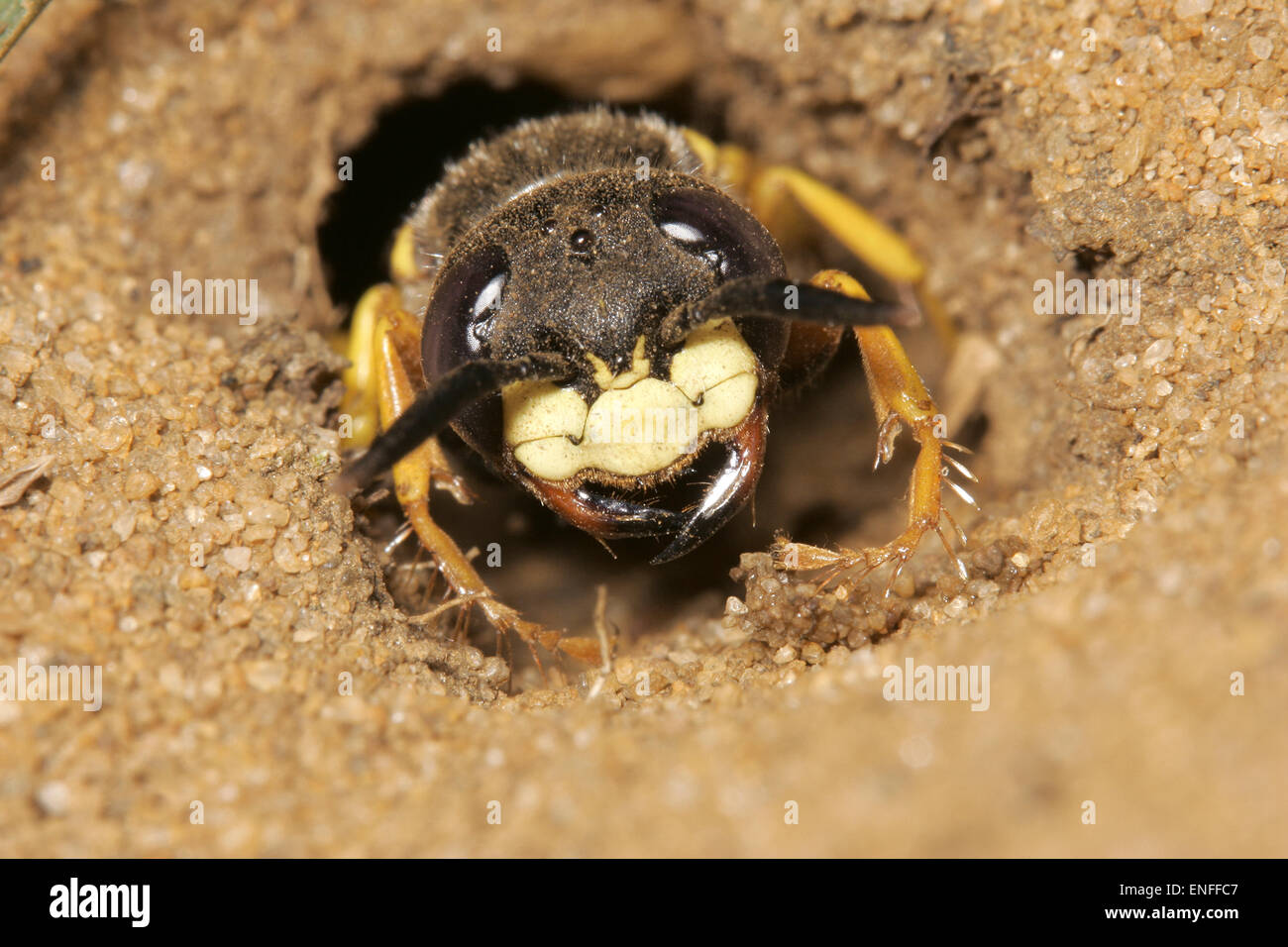 Bee Wolf Wasp - Philanthus triangulum emerging from its burrow. Stock Photo