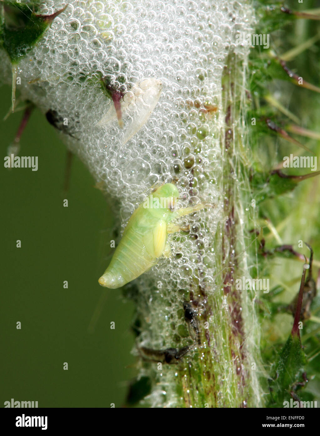 Common Froghopper larva Philaenus spumarius Stock Photo Alamy