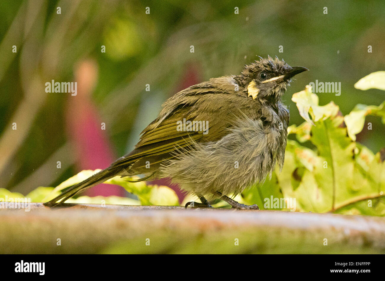 Australian brown honeyeater, Lichmera indistincta, on edge of bird bath with feathers soaking wet after bathing in water Stock Photo