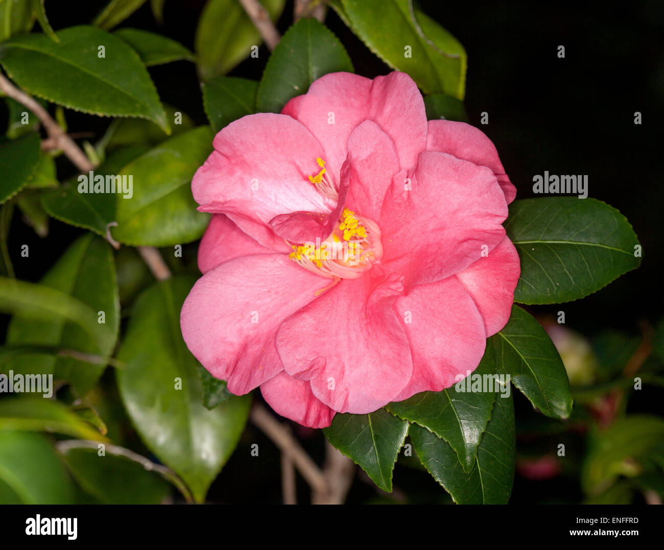 Pink flower of Camellia sasanqua surrounded by dark green glossy leaves of evergreen shrub grown from seed Stock Photo
