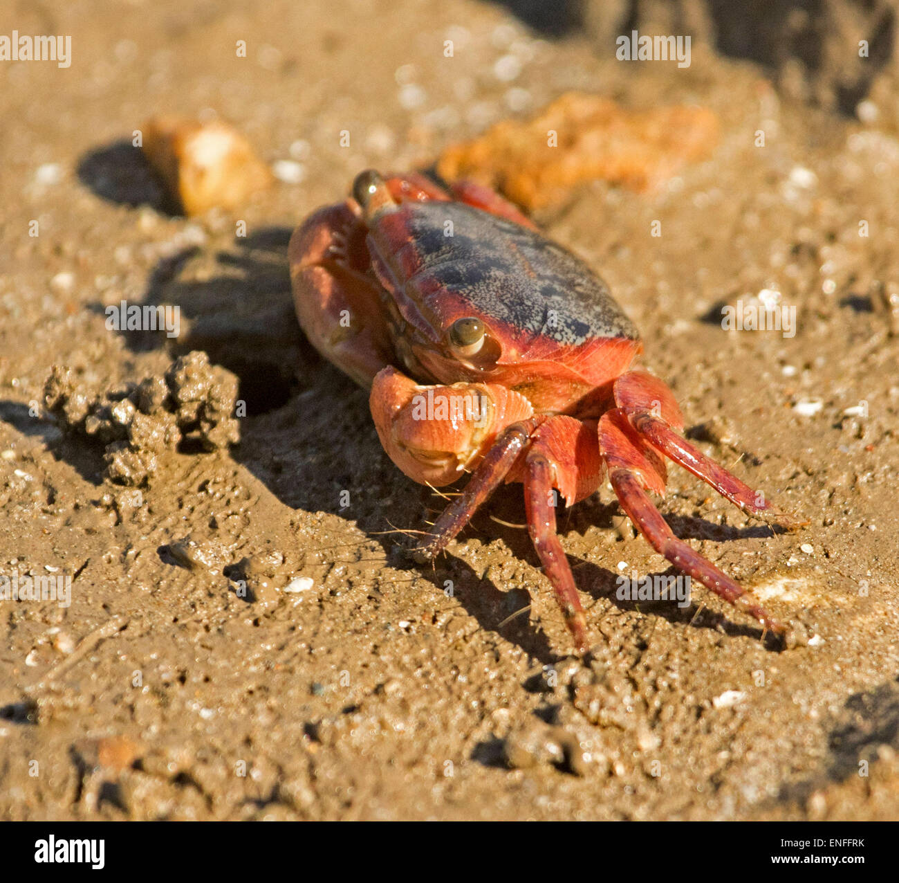 Red crab with eyes on stalks walking across mud of river estuary at low