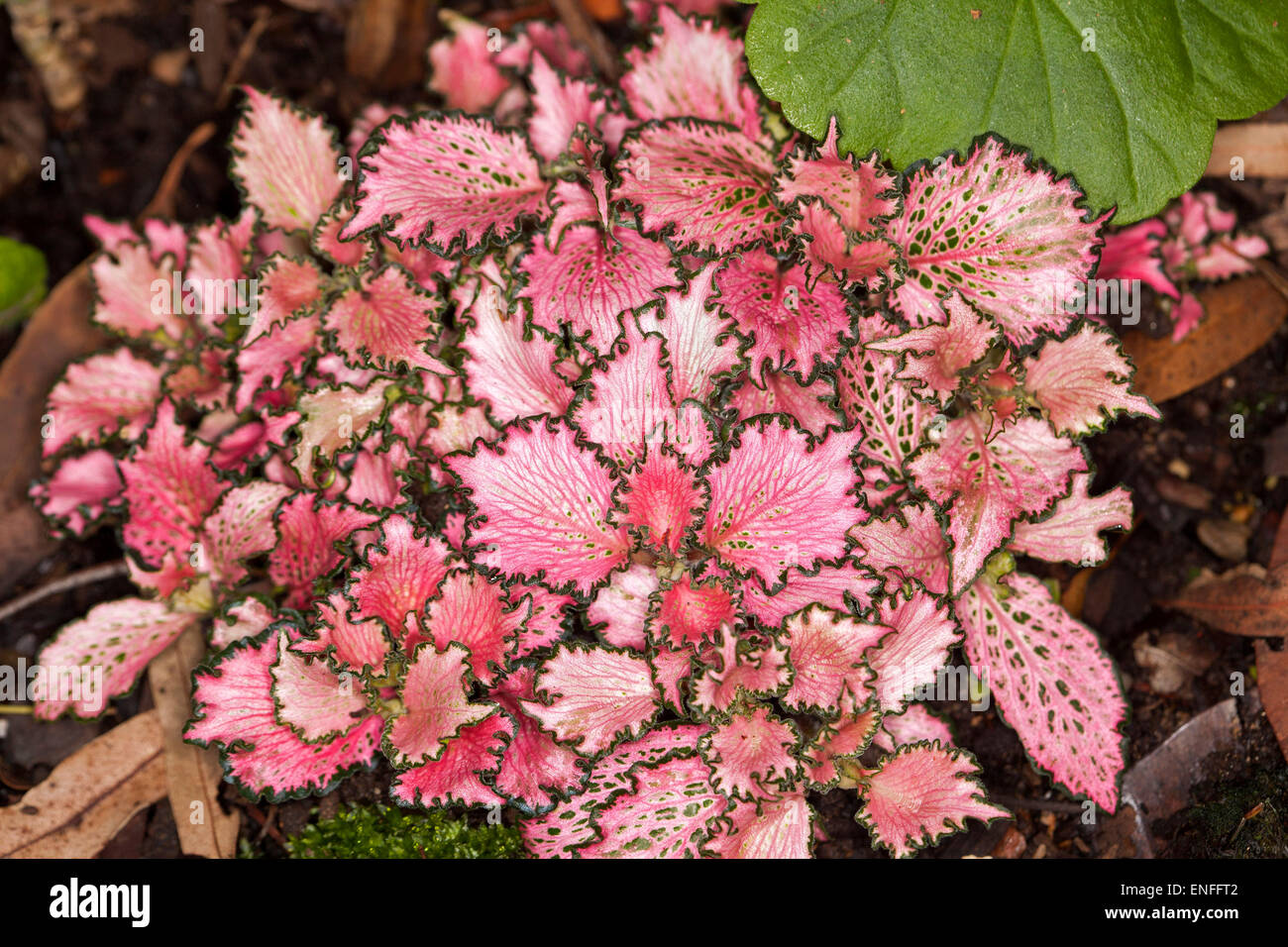 Fittonia albivenis cultivar, Mosaic / Nerve Plant, spectacular bright red and pink leaves with dark green edges, attractive ground cover foliage plant Stock Photo