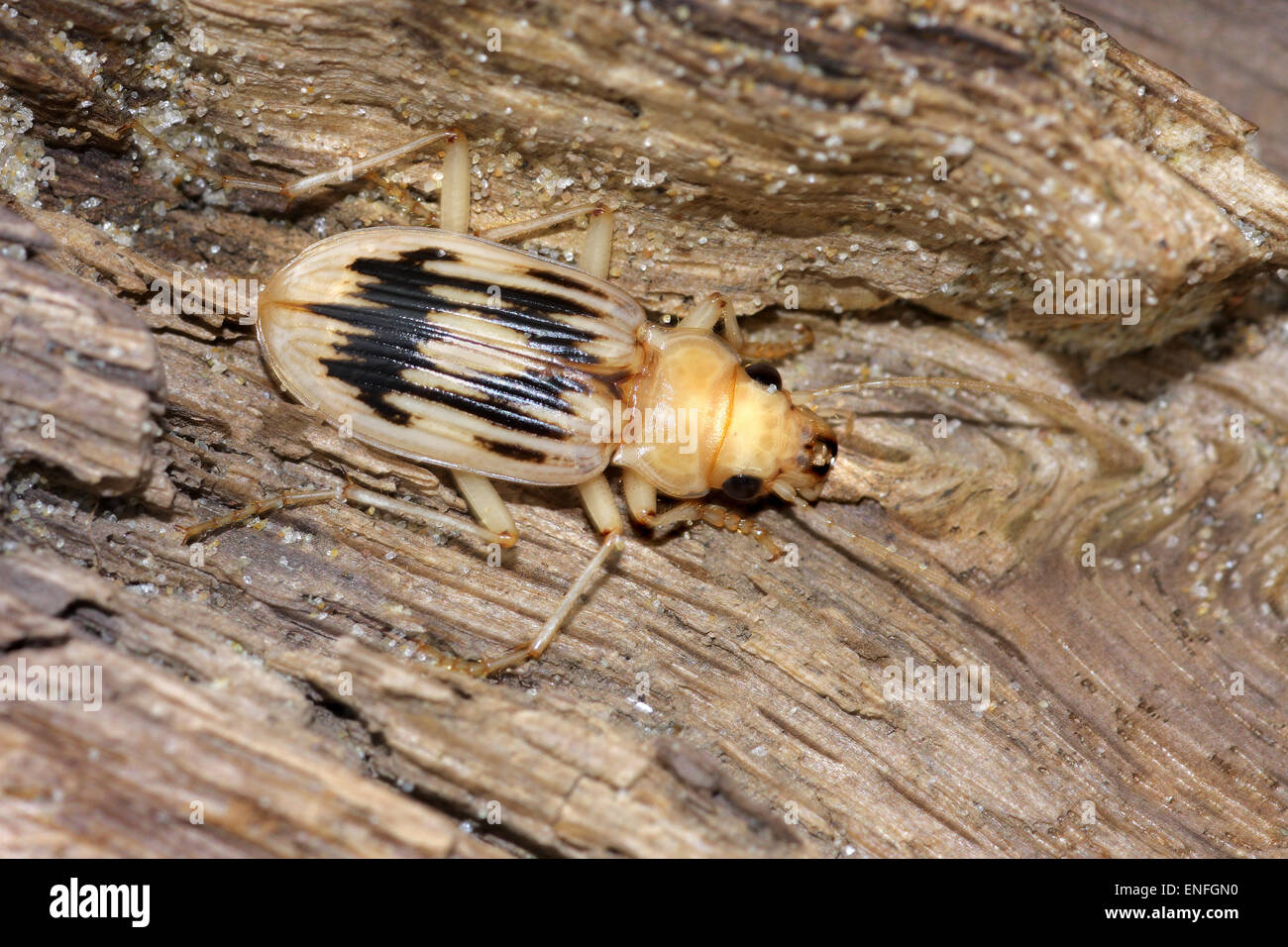 Strandline Beetle - Nebria complanata Stock Photo