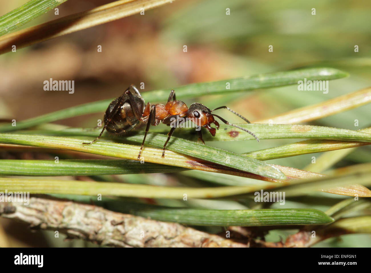Wood ant - Formica rufa Stock Photo