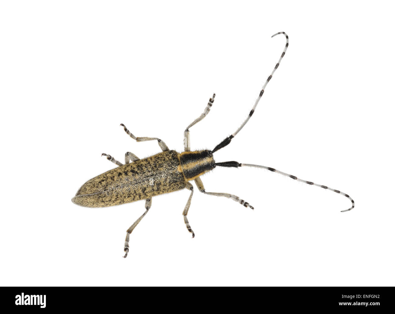 Longhorn Beetle - Agapanthia villosoviridescens Stock Photo