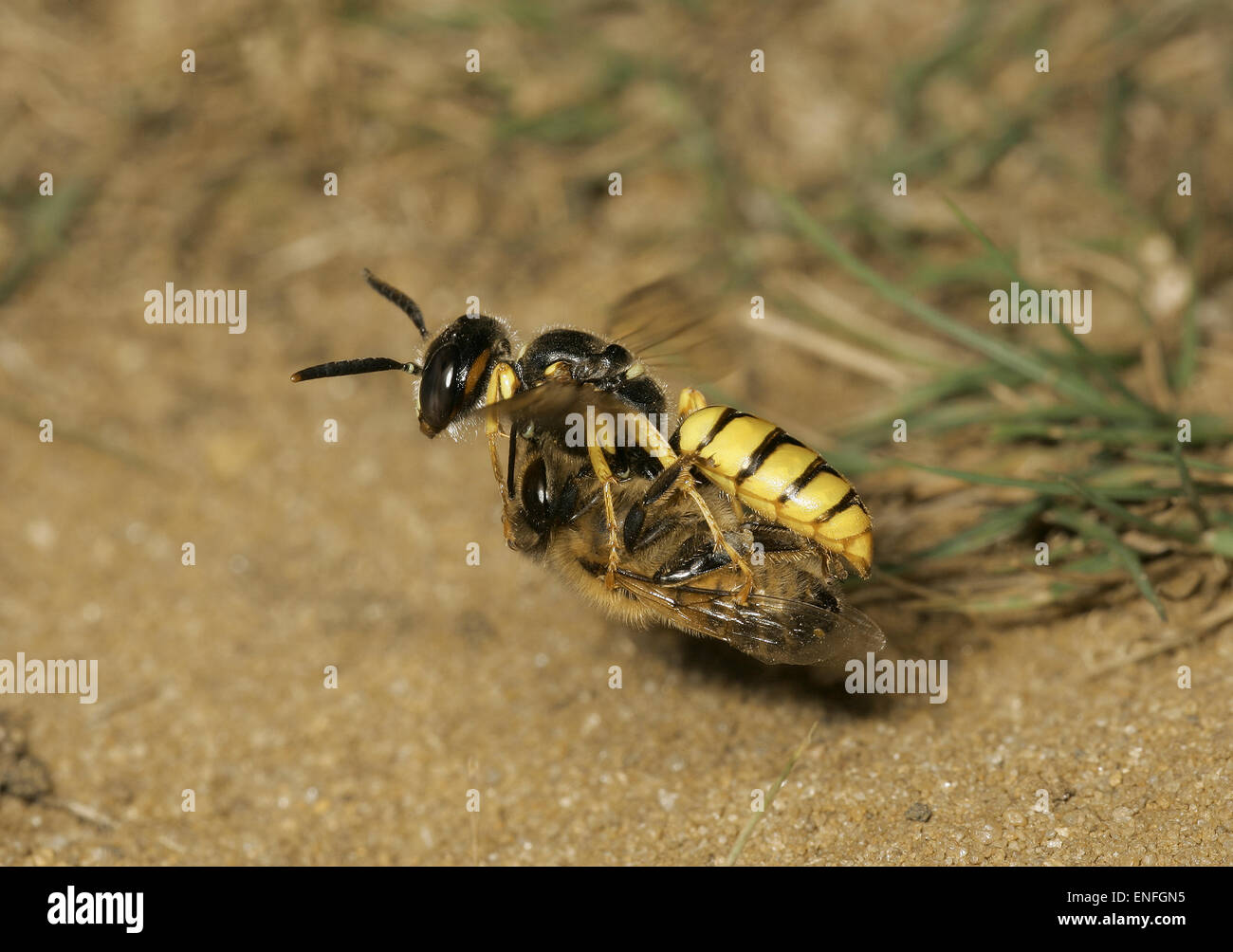 Bee-wolf Wasp - Philanthus triangulum with Honey bee prey. Stock Photo