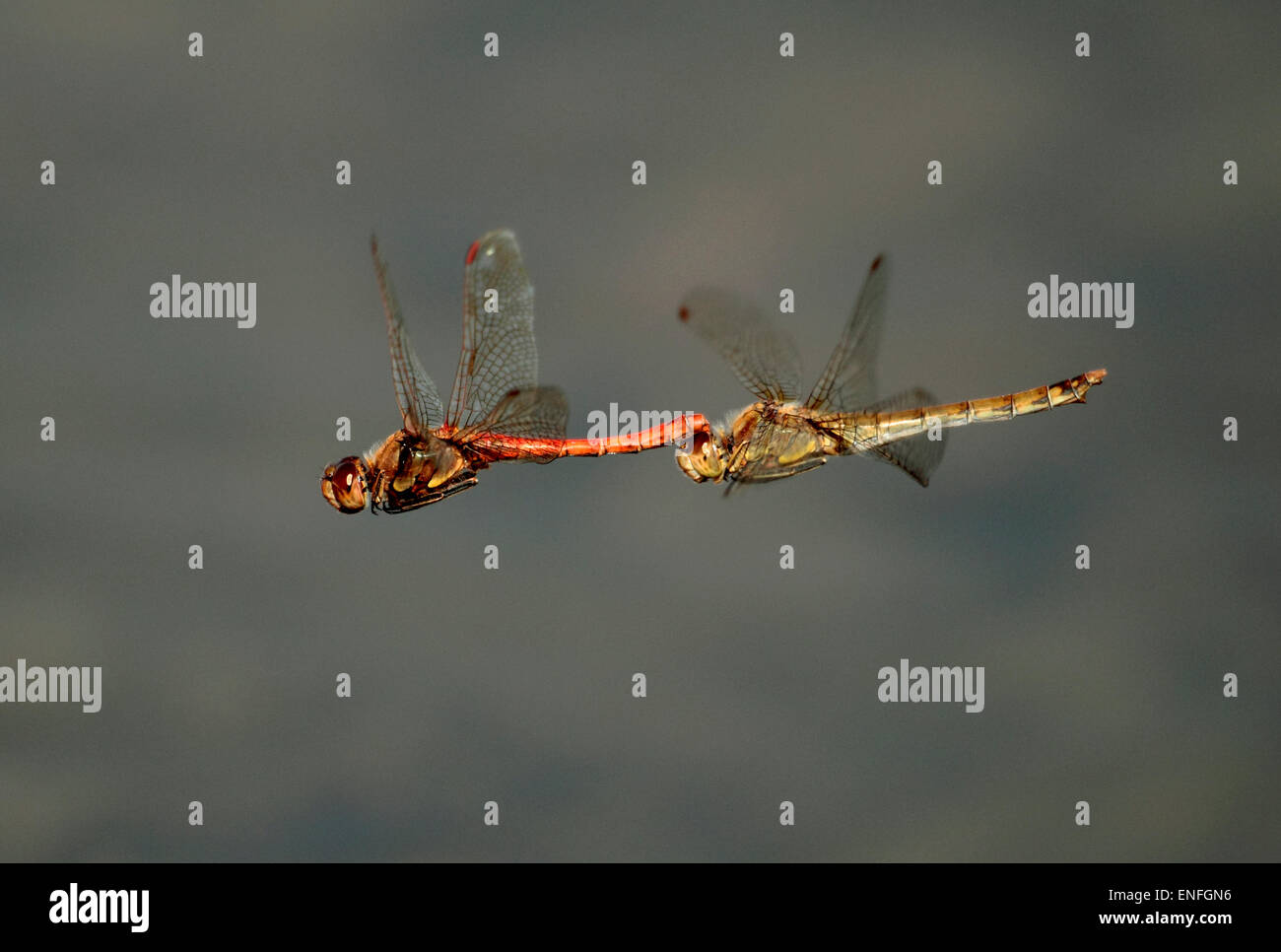 Common Darter Dragonflies - Sympetrum striolatum Stock Photo