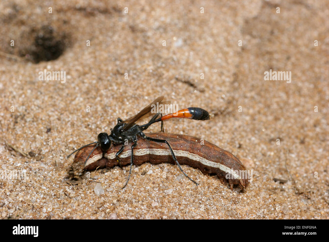 Redbanded Sand Wasp Ammophila sabulosa Stock Photo Alamy