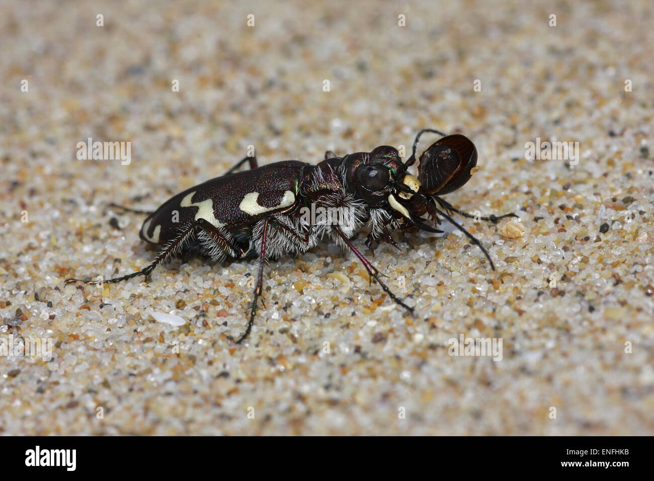 Dune Tiger Beetle - Cicindela maritima - with prey Stock Photo