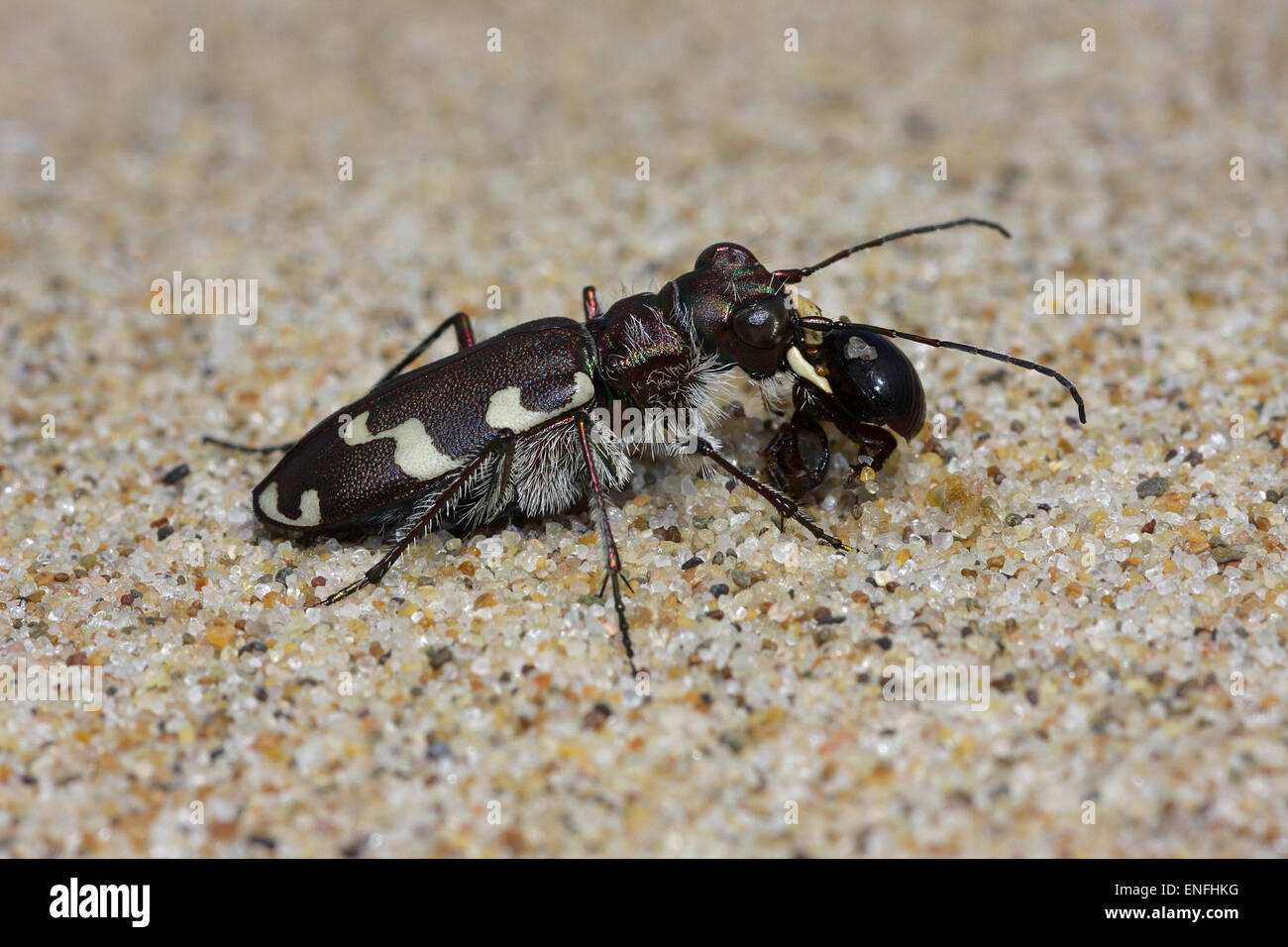 Dune Tiger Beetle - Cicindela maritima - with prey Stock Photo