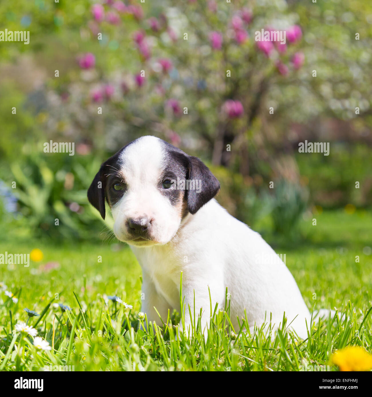 Mixed-breed cute little puppy on grass Stock Photo - Alamy