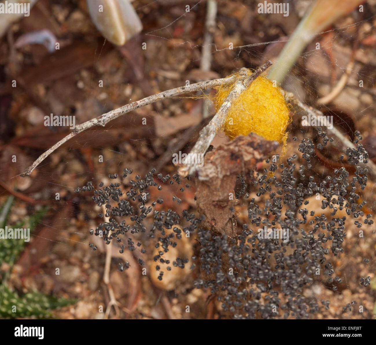 yellow garden spider egg sac Fasci Garden
