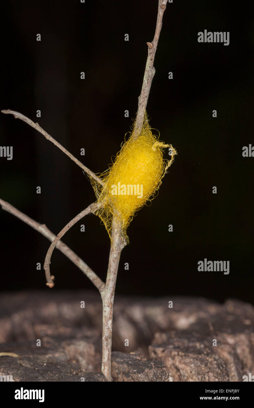 Spider's egg sac woven with golden yellow silk, attached to stick and