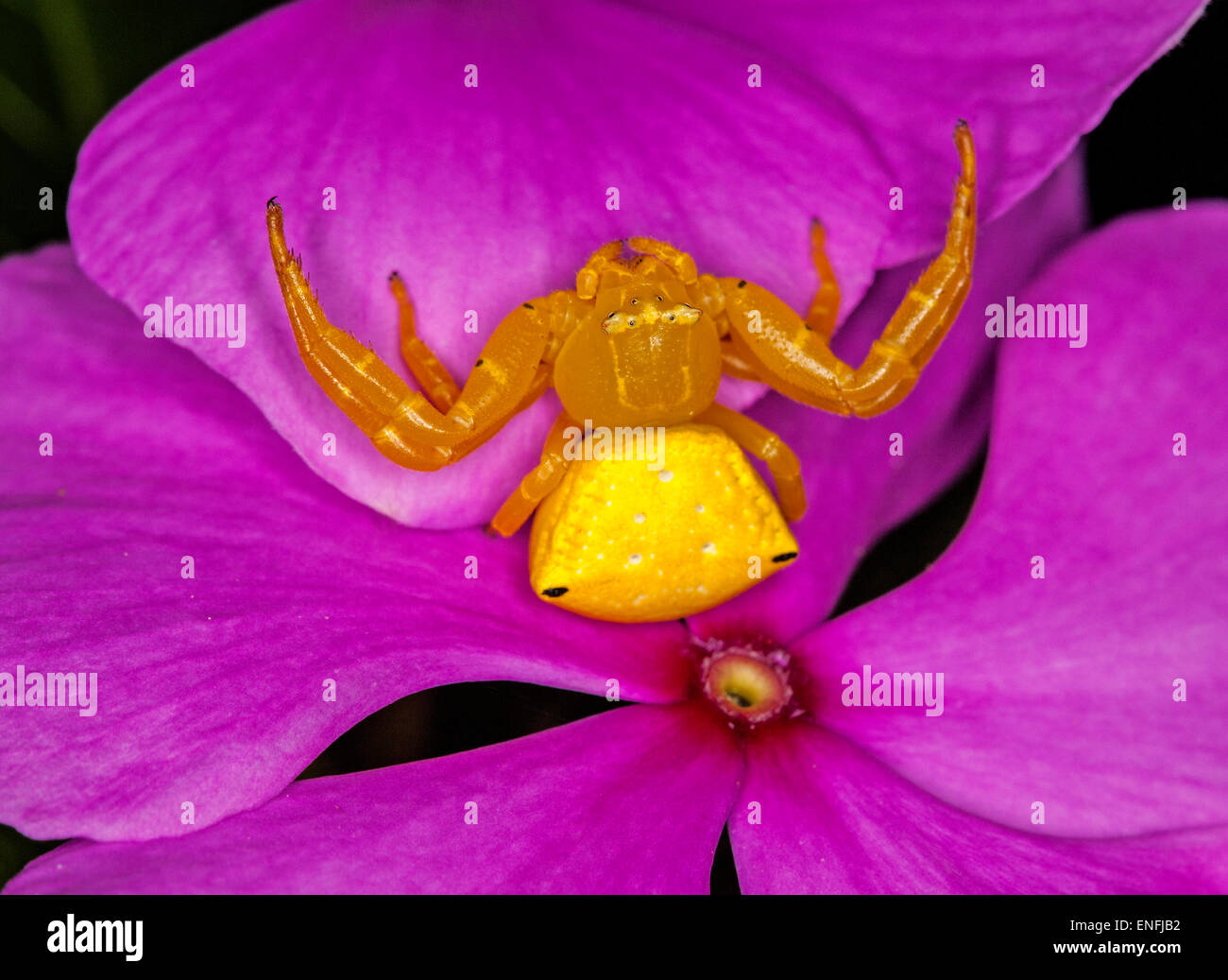 Close-up of bright yellow Australian flower / crab spider Thomisus spectabilis on magenta petals of Vinca flower Stock Photo