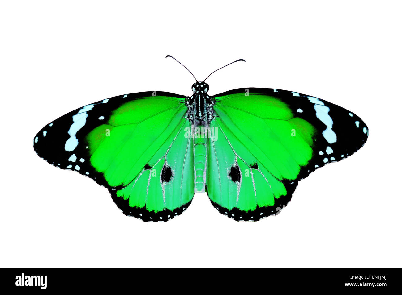exotic green color butterfly isolated on white background Stock Photo