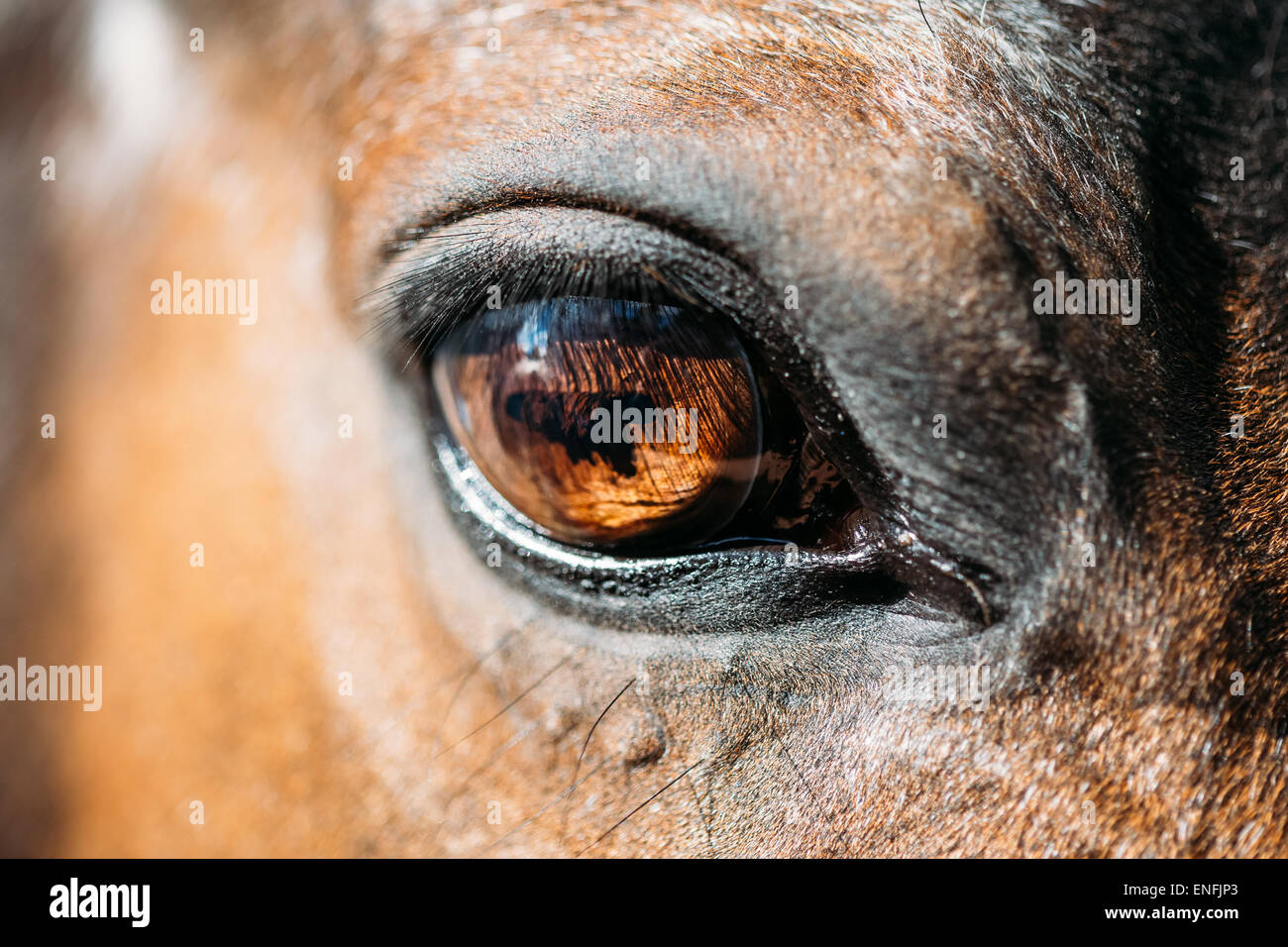 Close Up Of Arabian Bay Horse- Very Shallow Field Of Depth Stock Photo
