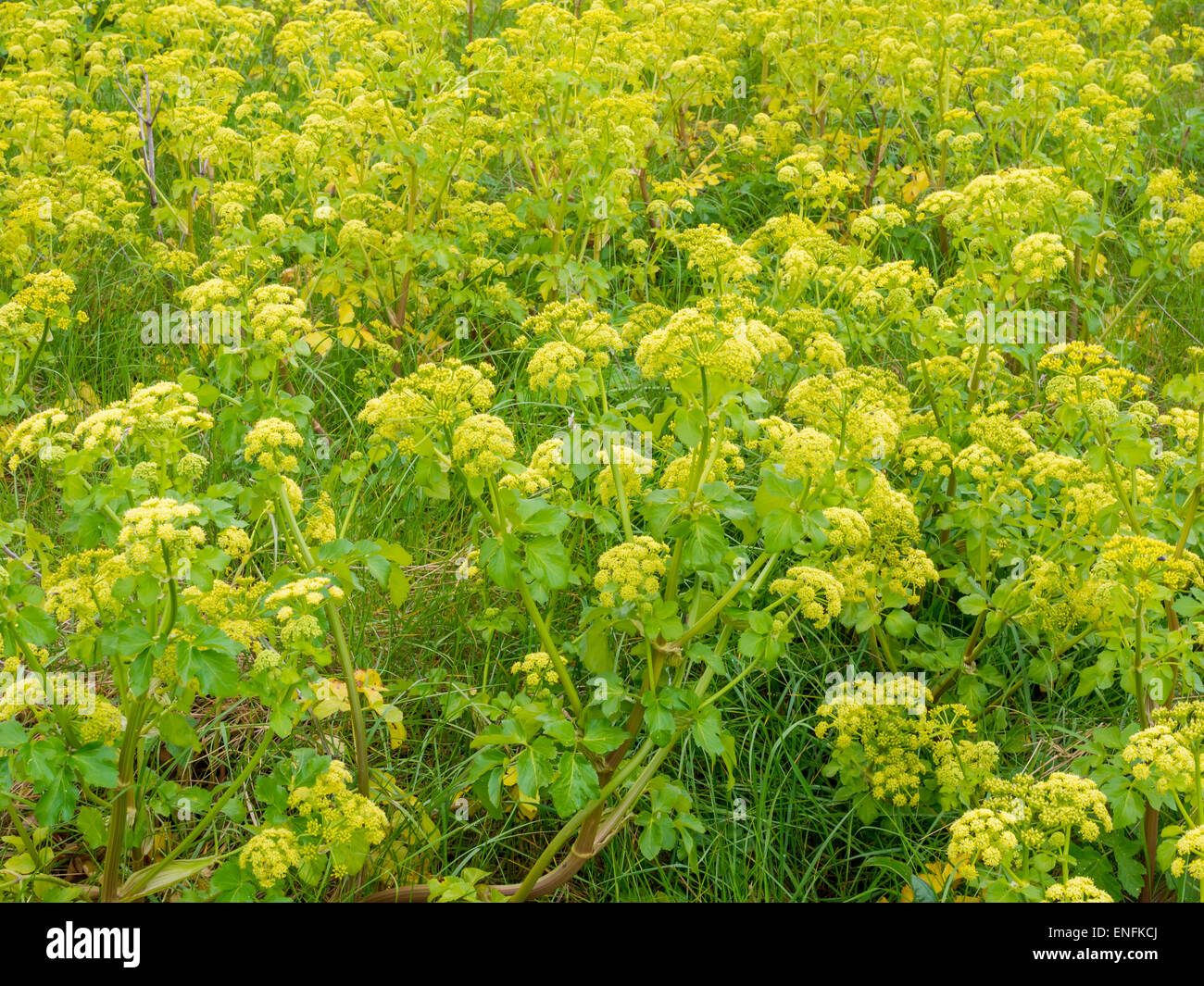 Smyrnium Olusatrum a non-native plant growing on waste land near the sea in North East England Stock Photo