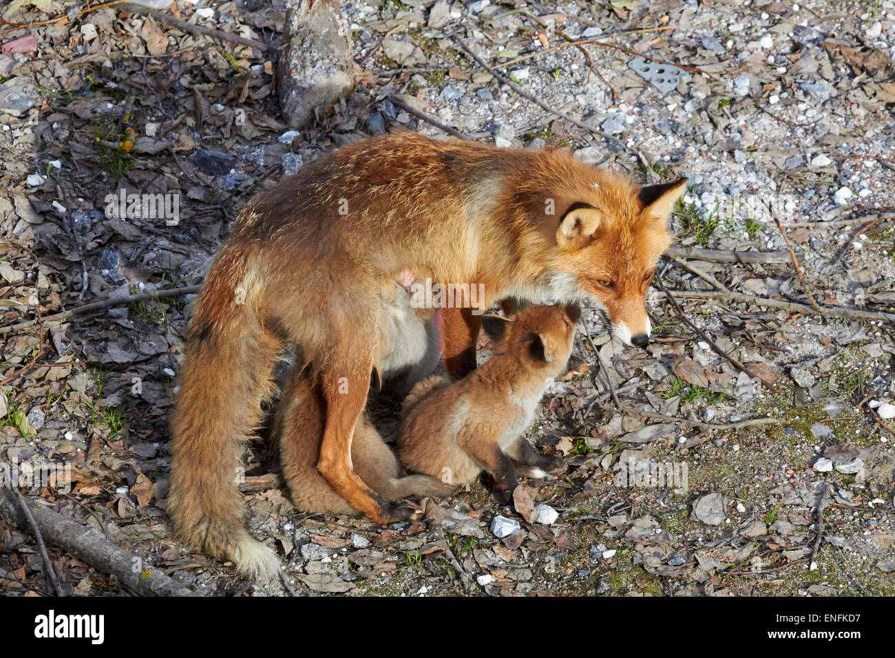 Red fox vixen with suckling kits, Finland Stock Photo