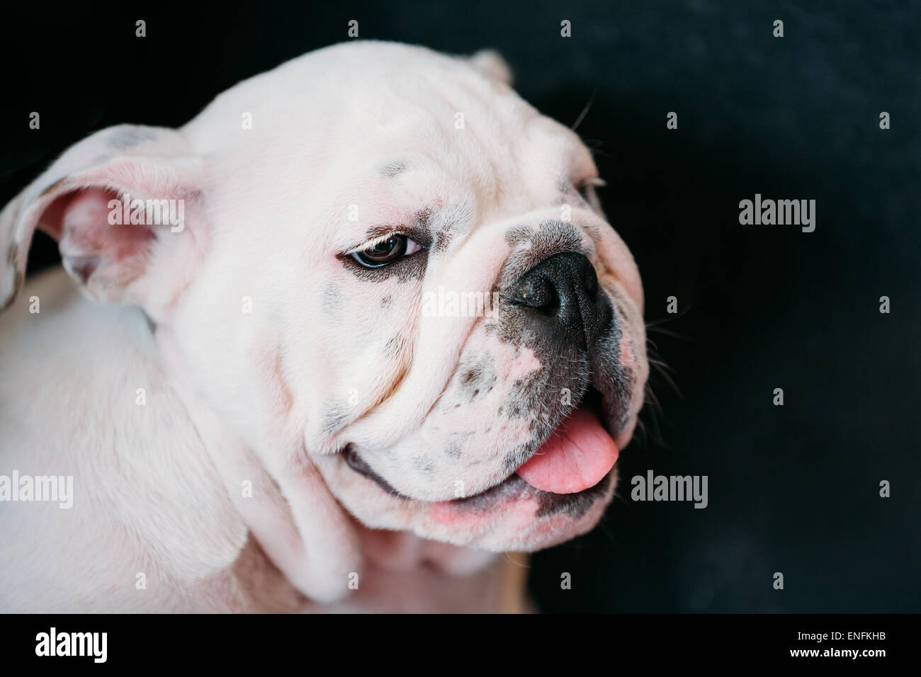 Close Up Happy Young White English Bulldog Dog On Dark Background Stock Photo
