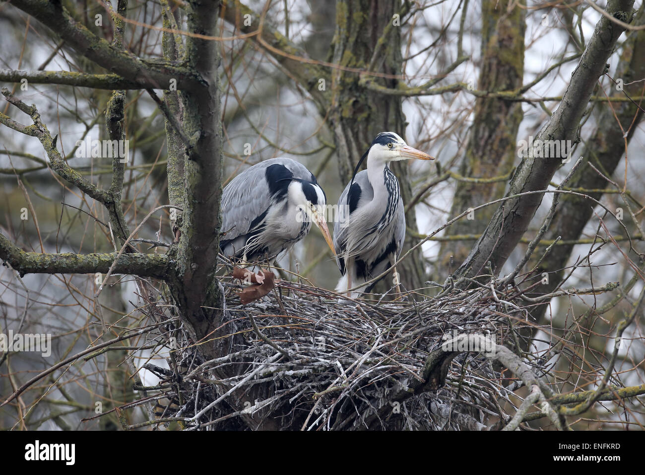 Grey heron, Ardea cinerea, two birds at nest, Herts, March 2015 Stock Photo