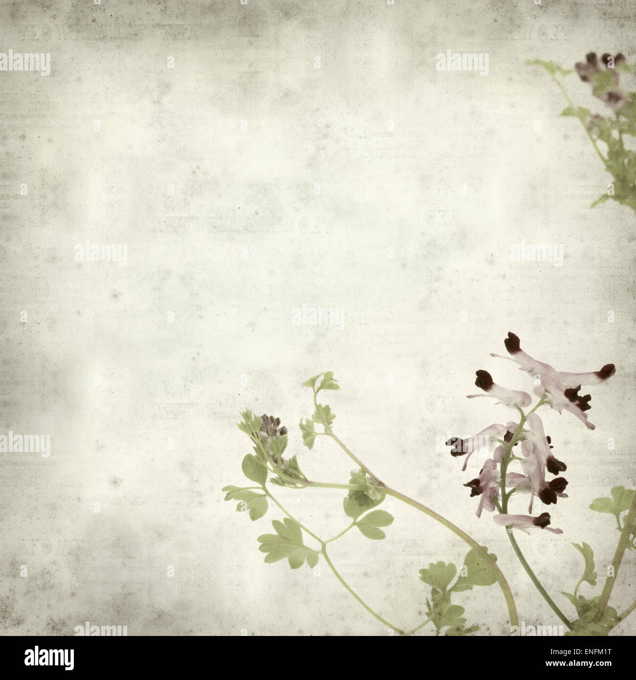 textured old paper background with flowering Fumaria plant Stock Photo
