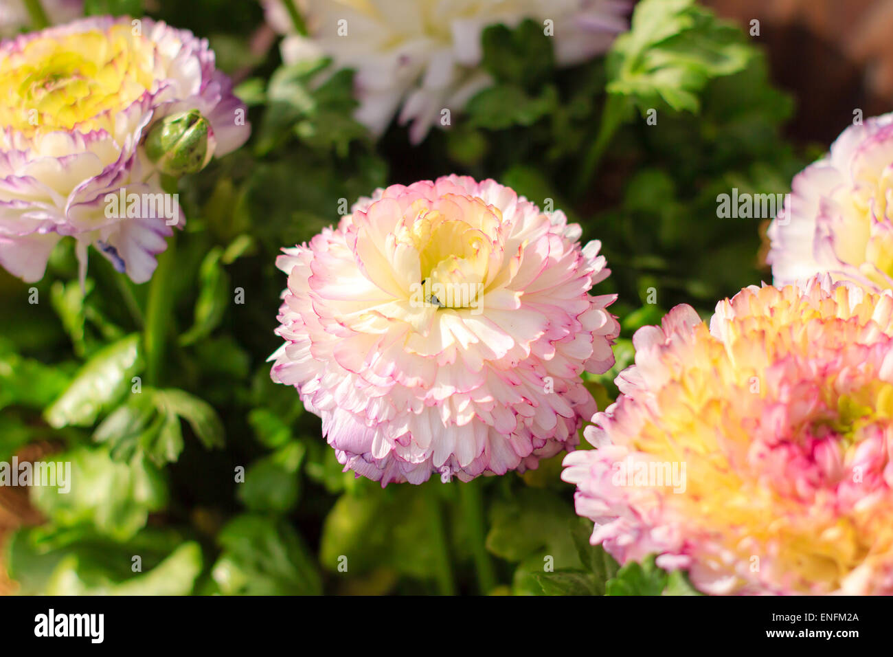 Beautiful pink and white flower in garden Stock Photo Alamy