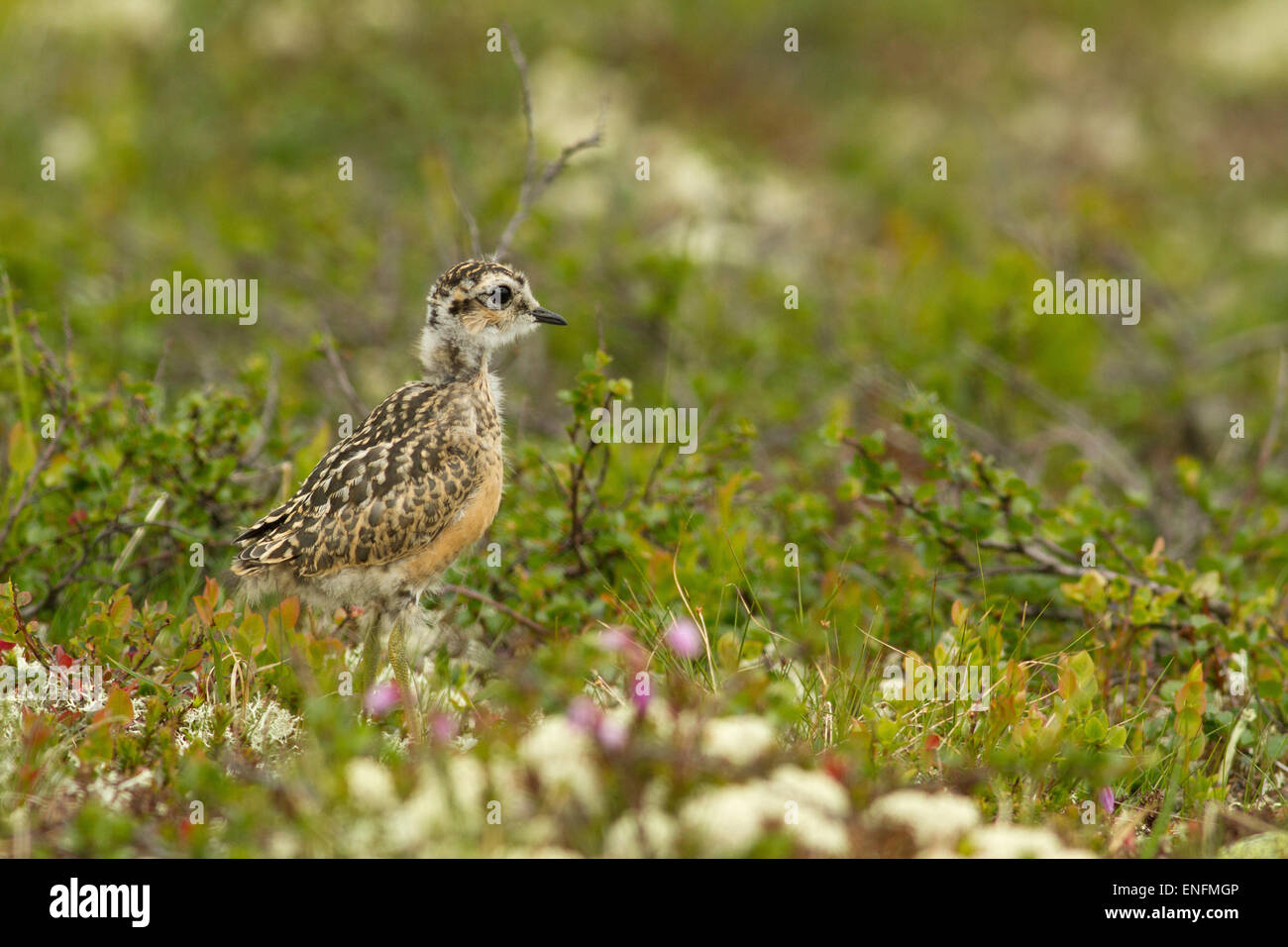 Young Eurasian Dotterel (Charadrius morinellus) in the fell, Norway Stock Photo