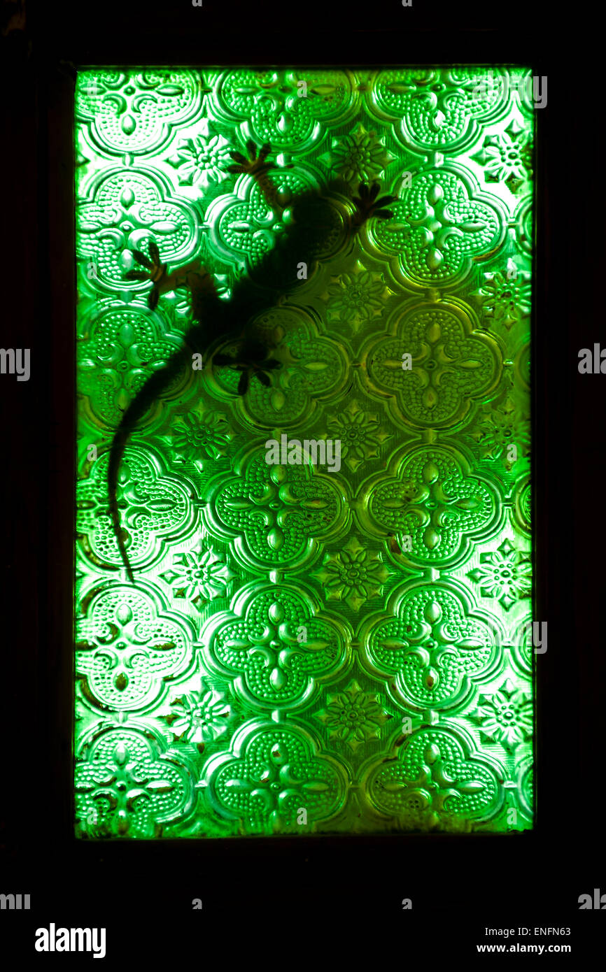 A gecko on a window of green glass, Udaipur, Rajasthan, India Stock Photo
