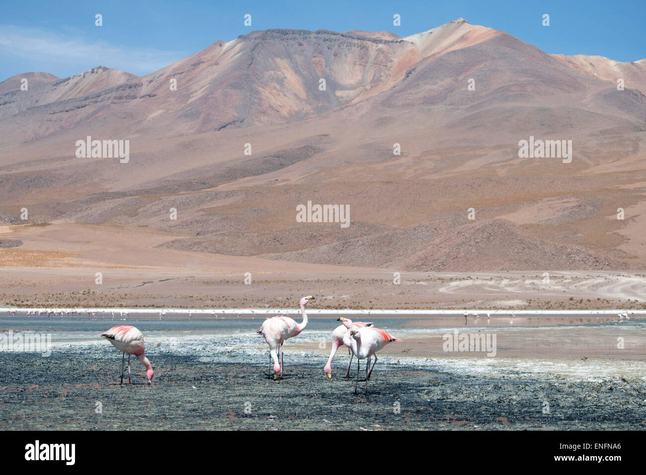 James's Flamingos (Phoenicoparrus jamesi), Salar de Uyuni, Bolivia