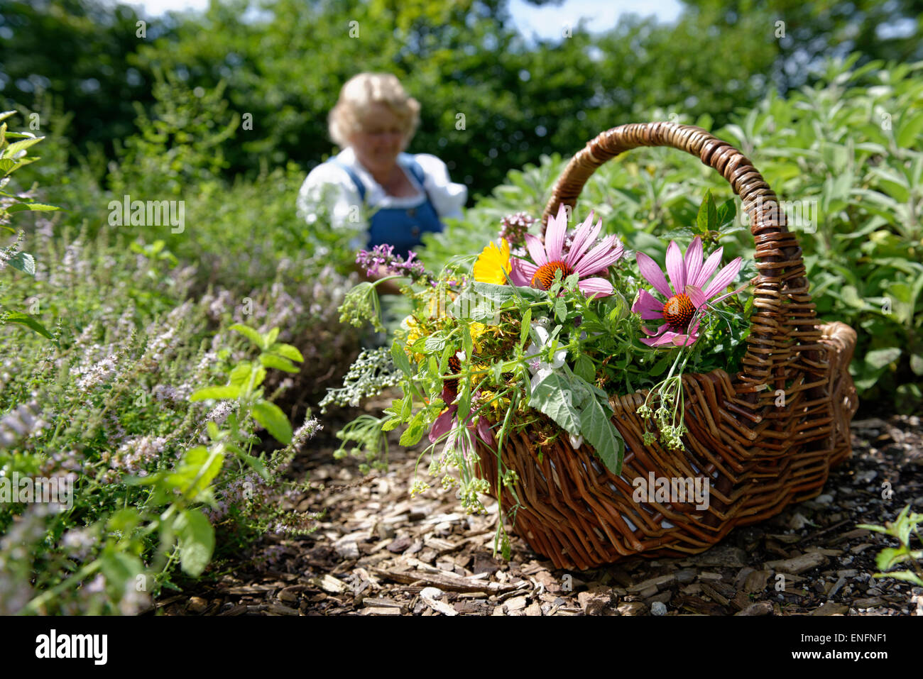 Herb basket with harvested medicinal herbs, herbalist, herb garden, herbs theme park, Bad Heilbrunn, Upper Bavaria, Bavaria Stock Photo