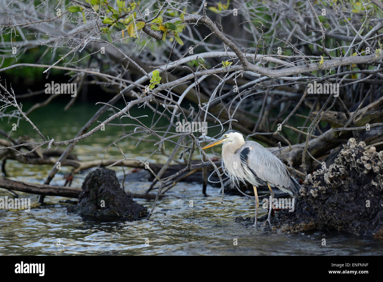 Elizabeth Bay Stock Photos Elizabeth Bay Stock Images Alamy - 