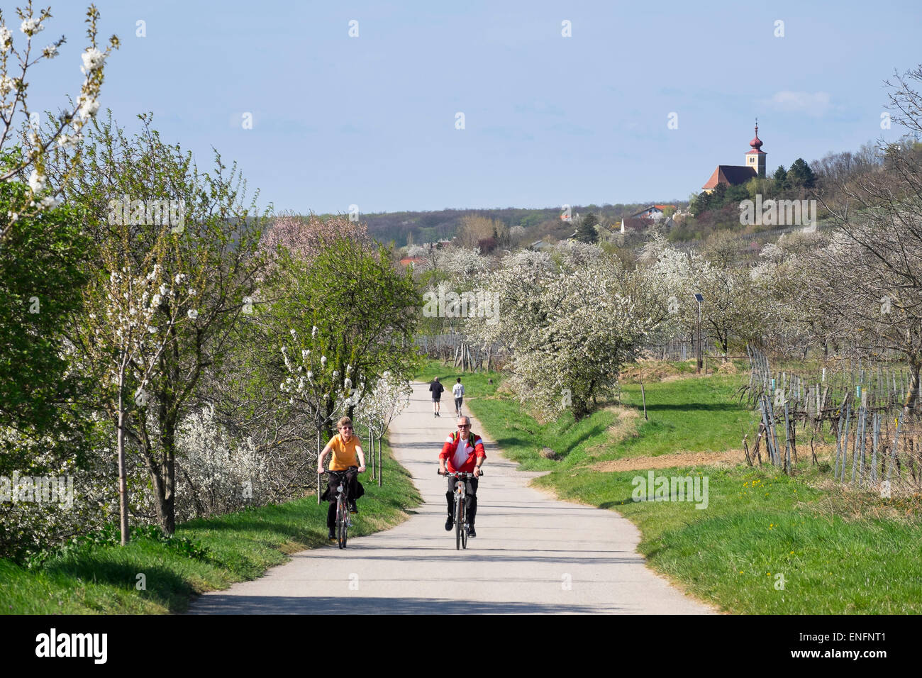 Cherry blossom, cherry trees in bloom, cherry tree cycle path, Donnerskirchen, Northern Burgenland, Burgenland, Austria Stock Photo