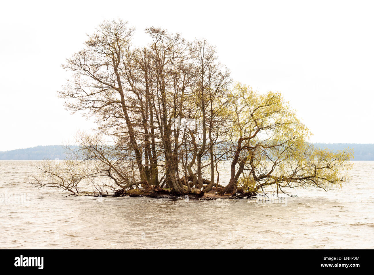 Tree in the lake at Sigtuna - Sweden Stock Photo