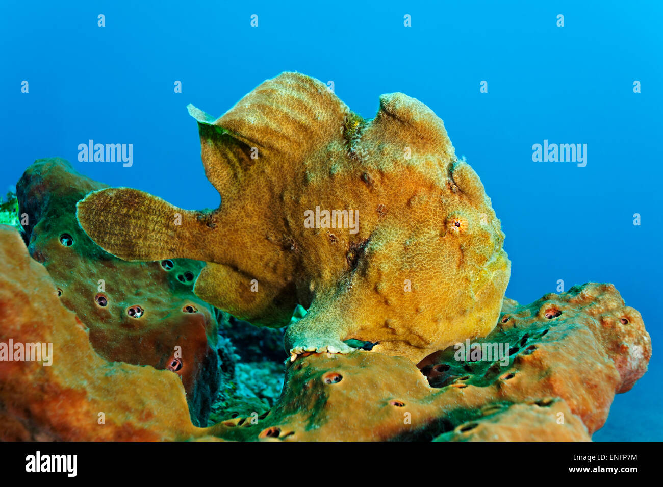 Giant frogfish (Antennarius commersonii) sitting on the coral reef sponge, Bali Stock Photo